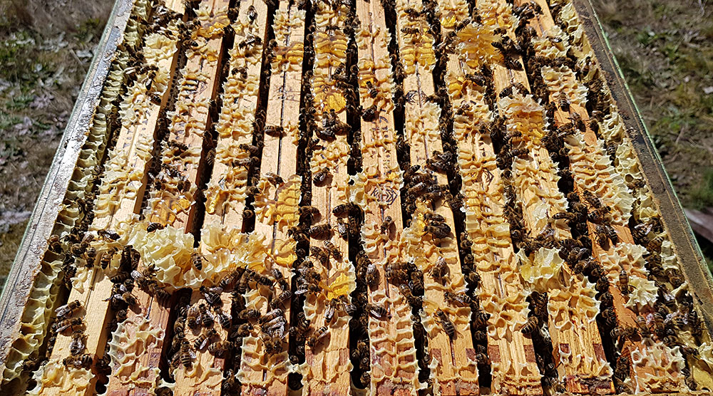 ramki pełne miodu